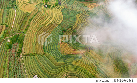 Rice fields on terraced prepare the harvest at Northwest Vietnam. Rice fields on terraced prepare the harvest at Northwest Vietnam. 96166062