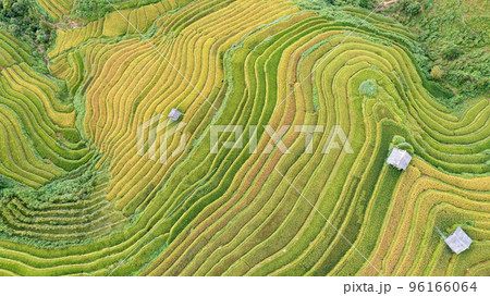Rice fields on terraced prepare the harvest at Northwest Vietnam. Rice fields on terraced prepare the harvest at Northwest Vietnam. 96166064