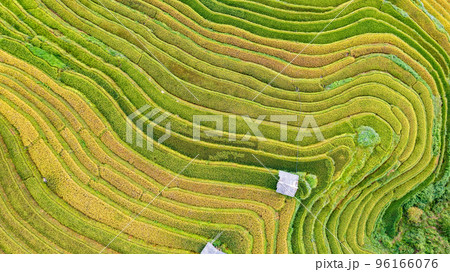 Rice fields on terraced prepare the harvest at Northwest Vietnam. 96166076