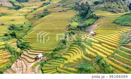 Rice fields on terraced prepare the harvest at Northwest Vietnam. Rice fields on terraced prepare the harvest at Northwest Vietnam. 96166089