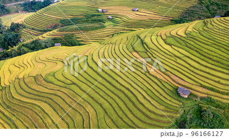 Rice fields on terraced prepare the harvest at Northwest Vietnam. 96166127