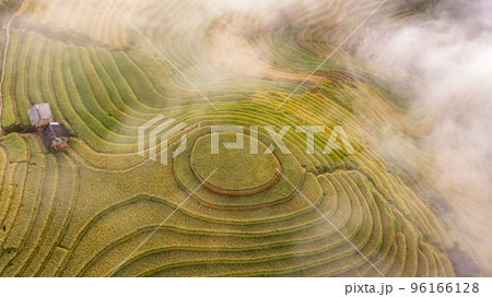 Rice fields on terraced prepare the harvest at Northwest Vietnam. 96166128