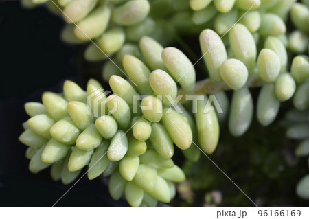 Burros tail 96166169