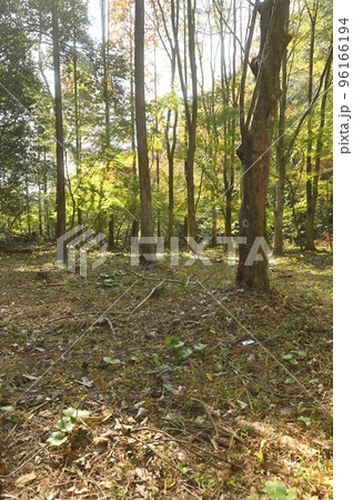 佐賀県有田町のマイセンの森の風景 96166194