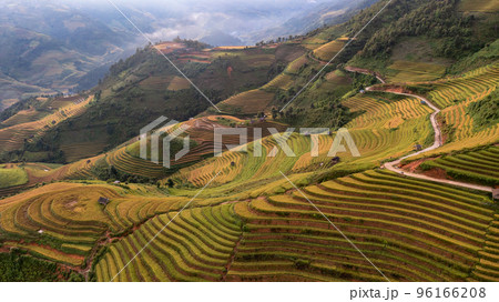Rice fields on terraced prepare the harvest at Northwest Vietnam. 96166208