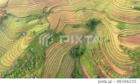 Rice fields on terraced prepare the harvest at Northwest Vietnam. 96166235