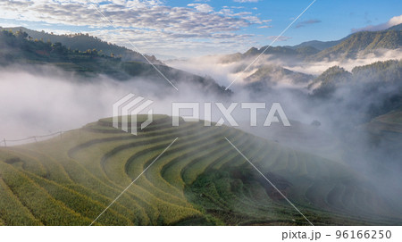 Rice fields on terraced prepare the harvest at Northwest Vietnam. 96166250
