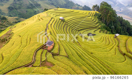 Rice fields on terraced prepare the harvest at Northwest Vietnam. 96166265