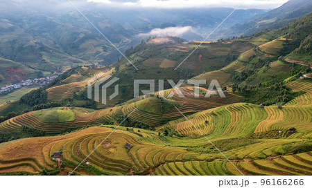 Rice fields on terraced prepare the harvest at Northwest Vietnam. 96166266