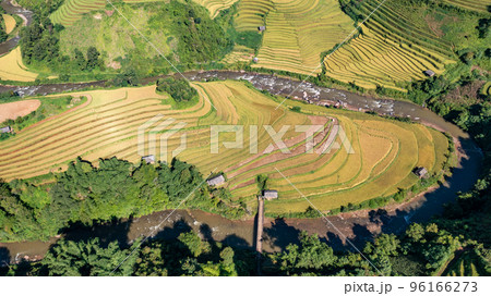Rice fields on terraced prepare the harvest at Northwest Vietnam. 96166273