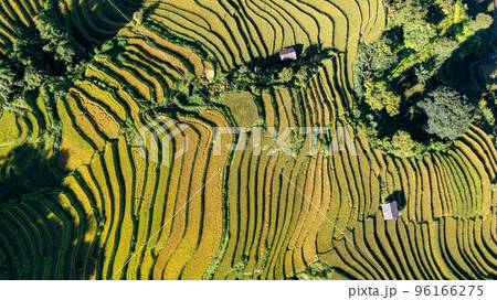 Rice fields on terraced prepare the harvest at Northwest Vietnam. 96166275