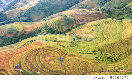 Rice fields on terraced prepare the harvest at Northwest Vietnam. 96166276