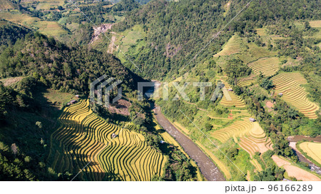 Rice fields on terraced prepare the harvest at Northwest Vietnam. 96166289