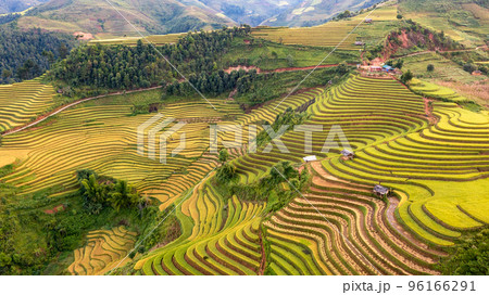 Rice fields on terraced prepare the harvest at Northwest Vietnam. 96166291