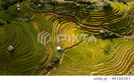 Rice fields on terraced prepare the harvest at Northwest Vietnam. 96166367