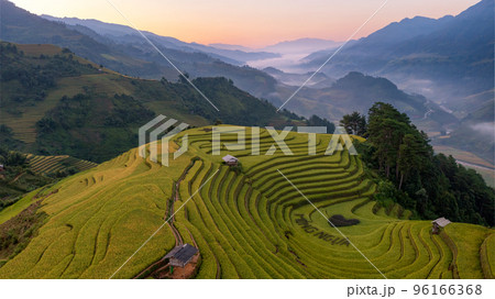 Rice fields on terraced prepare the harvest at Northwest Vietnam. 96166368