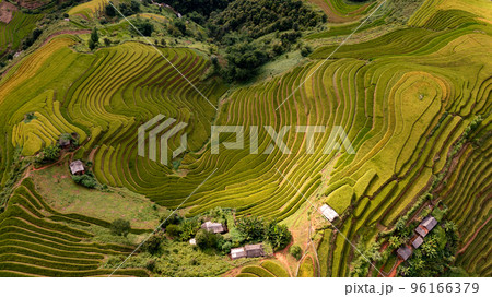 Rice fields on terraced prepare the harvest at Northwest Vietnam. 96166379