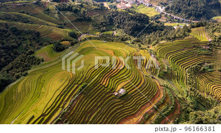 Rice fields on terraced prepare the harvest at Northwest Vietnam. 96166381