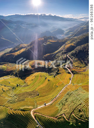 Rice fields on terraced prepare the harvest at Northwest Vietnam. 96166386