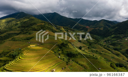 Rice fields on terraced prepare the harvest at Northwest Vietnam. 96166387
