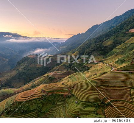 Rice fields on terraced prepare the harvest at Northwest Vietnam. 96166388