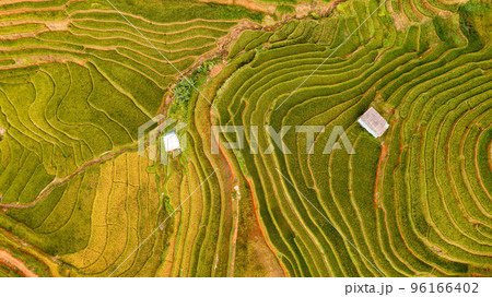 Rice fields on terraced prepare the harvest at Northwest Vietnam. 96166402