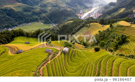 Rice fields on terraced prepare the harvest at Northwest Vietnam. Rice fields on terraced prepare the harvest at Northwest Vietnam. 96166407
