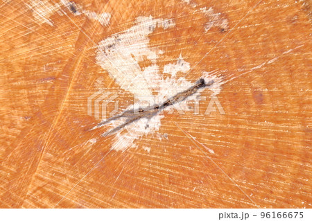 切り株のアップ 切り株のアップ 96166675