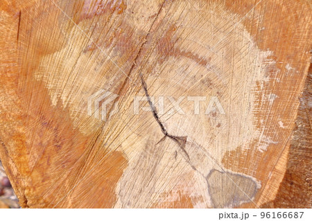 切り株のアップ 切り株のアップ 96166687