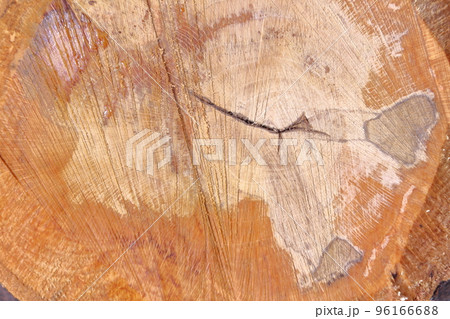切り株のアップ 96166688