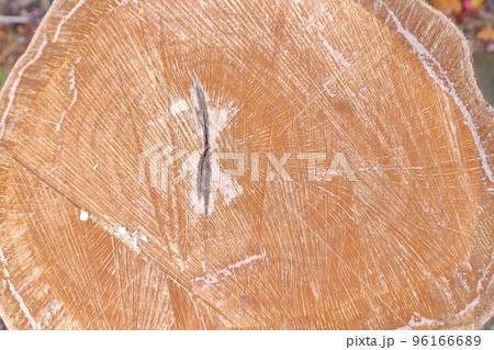 切り株のアップ 96166689