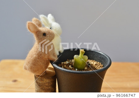 コノフィツムの黄色いつぼみを見つめるフェルトのうさぎ  　 96166747