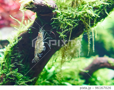 Amano shrimp (Caridina Multidentata) sits on the big root in aquarium aquascape. Close-up shot. 96167026