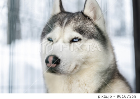 Side poirtrait of beautiful calm purebred siberain husky dogs sitting in kennel outdoors wait for forest trip adventure dogsled on cold winter snowy day. Dog sledding domestic animal frineds 96167558
