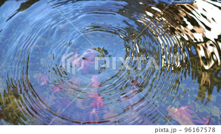 沈みゆく紅葉の水面 96167578