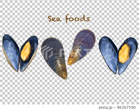 Seafood mussel illustration hand drawn set material 96167590