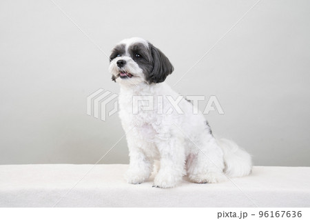 お座りして微笑むミックス犬(シープー) お座りして微笑むミックス犬(シープー) 96167636