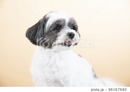 微笑むミックス犬(シープー)のバストアップ 微笑むミックス犬(シープー)のバストアップ 96167680