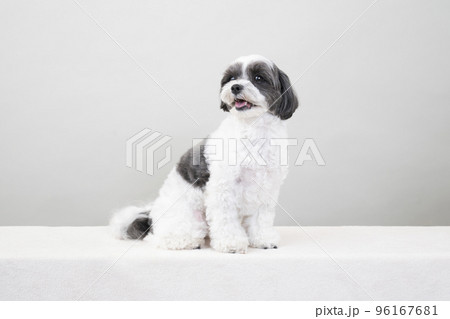 お座りして微笑むミックス犬（シープー） 96167681