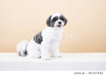 お座りして微笑むミックス犬 お座りして微笑むミックス犬 96167682