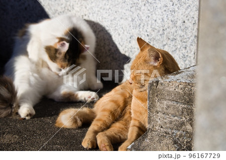 日向ぼっこする可愛い2匹の野良猫 96167729