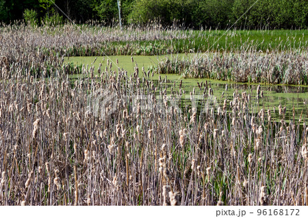 Dried stems of Cattail or Typha against the background of a swamp with water 96168172