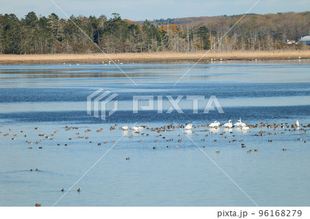 秋の風蓮湖と水鳥 秋の風蓮湖と水鳥 96168279