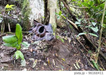 Wilted Rafflesia flower that turned black after blooming for one week. It is the largest flowers in the world Wilted Rafflesia flower that turned black after blooming for one week. It is the largest flowers in the world 96168411