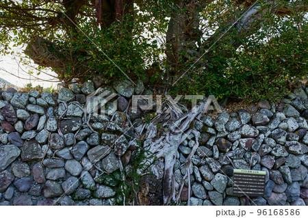 アコウと石垣 96168586