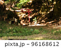 山の中の鳥居と祠 96168612