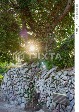 アコウと石垣 アコウと石垣 96168616