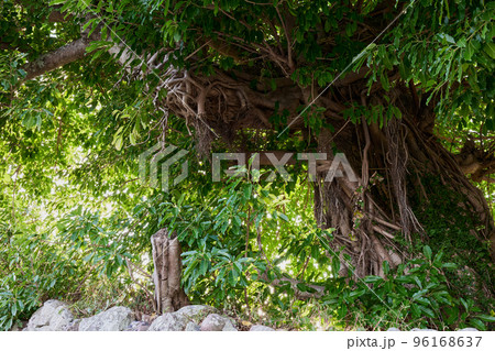 アコウの木（絞め殺しの木） 96168637