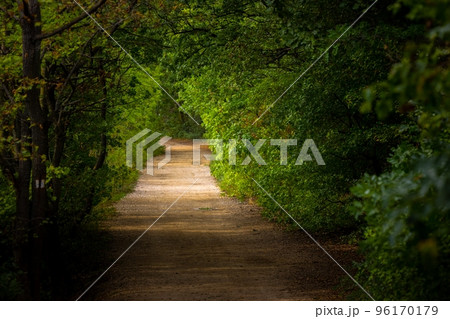 Green foliage with forestal path angle shot 96170179