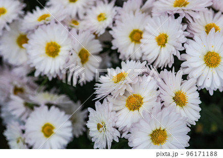 Autumnal chrysanthemum flower in the garden Autumnal chrysanthemum flower in the garden 96171188